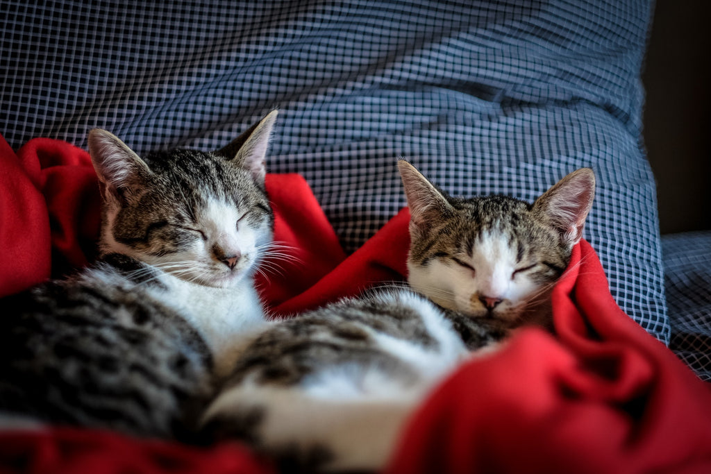 Pets